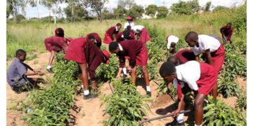 Agriculture project bails out poor pupils. . . Thriving school garden cushions disadvantaged learners