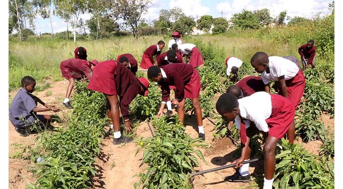 Agriculture project bails out poor pupils. . . Thriving school garden cushions disadvantaged learners