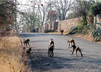 Gwanda town baboons: ZimParks deploys rangers to deal with marauding primates