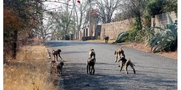 Gwanda town baboons: ZimParks deploys rangers to deal with marauding primates