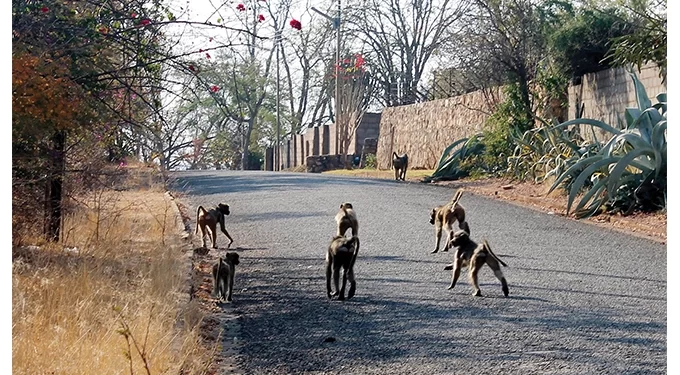 Gwanda town baboons: ZimParks deploys rangers to deal with marauding primates