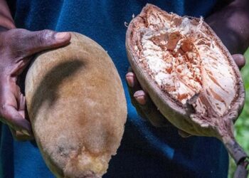 Baobab fruit juice firm sweetens lives