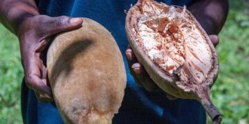 Baobab fruit juice firm sweetens lives