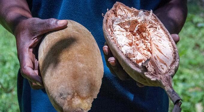 Baobab fruit juice firm sweetens lives