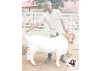 Boer goat farmer eyes wider African market