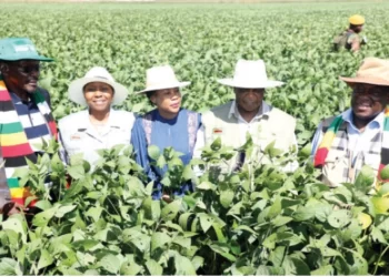 Food secure Zimbabwe eyes exports
