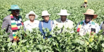 Food secure Zimbabwe eyes exports