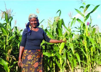 Elderly couple defies age to succeed as farmers