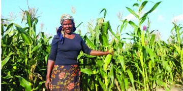 Elderly couple defies age to succeed as farmers