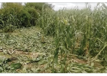 Elephants raid Bubi maize fields