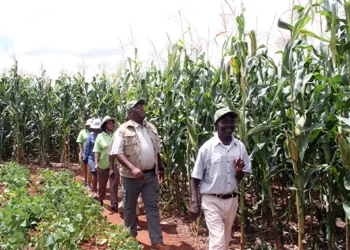 Pfumvudza: Mutoko applauds Govt, appeals for timely inputs distribution