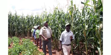 Pfumvudza: Mutoko applauds Govt, appeals for timely inputs distribution