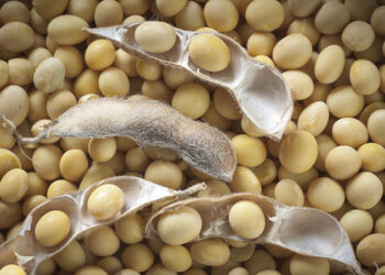 Area under soyabean rises 9pc