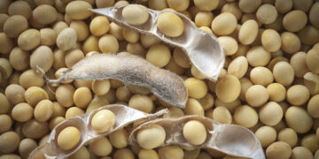 Area under soyabean rises 9pc