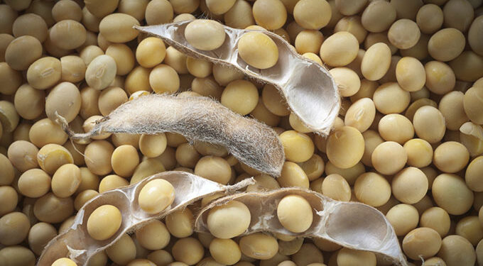 Area under soyabean rises 9pc