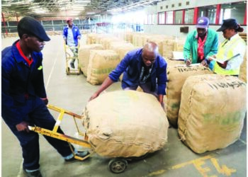 Tobacco auction floors open tomorrow