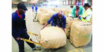 Tobacco auction floors open tomorrow