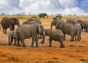 Russian wealthy elite eye Zim safari sector