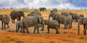 Russian wealthy elite eye Zim safari sector