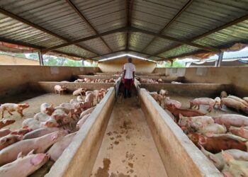 ZAGP launches Livestock Upgrade Project in 20 districts