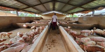 ZAGP launches Livestock Upgrade Project in 20 districts