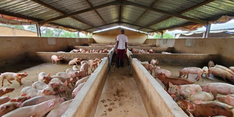 ZAGP launches Livestock Upgrade Project in 20 districts