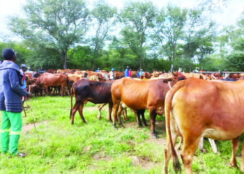 Chiefs to fine farmers for not dipping cattle