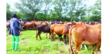 Chiefs to fine farmers for not dipping cattle