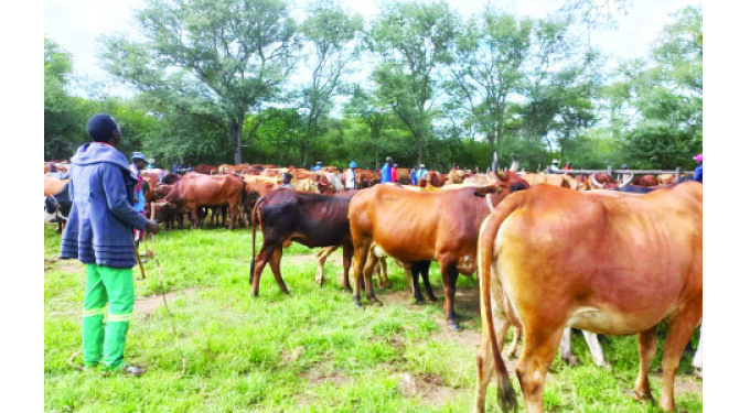 Chiefs to fine farmers for not dipping cattle