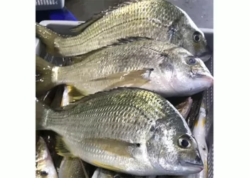 Govt investing in growth of aquaculture sector