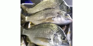 Govt investing in growth of aquaculture sector