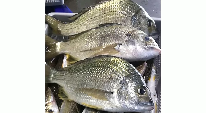 Govt investing in growth of aquaculture sector