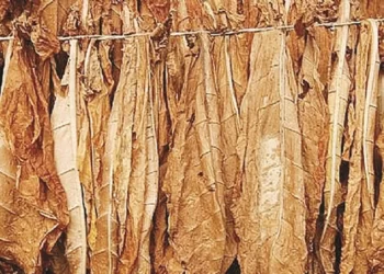 Mvurwi Town seeks investors in tobacco value addition