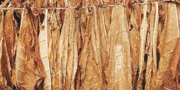 Mvurwi Town seeks investors in tobacco value addition