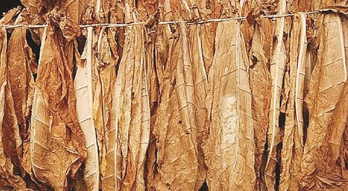 Mvurwi Town seeks investors in tobacco value addition