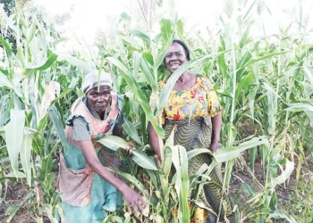 Single mothers, elderly survive through community gardens