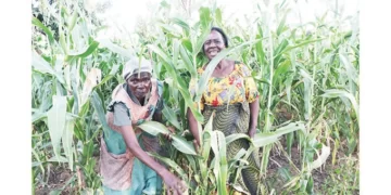 Single mothers, elderly survive through community gardens