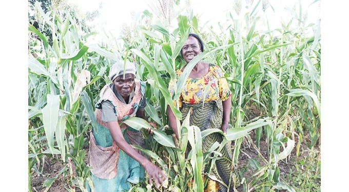 Single mothers, elderly survive through community gardens