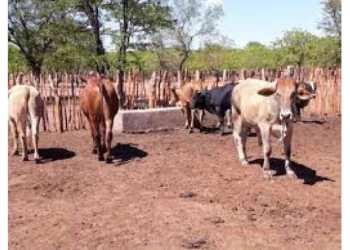 Families pay 15 head of cattle for slain girl