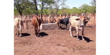 Families pay 15 head of cattle for slain girl