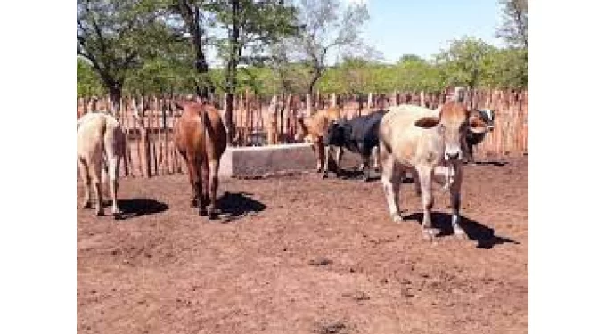 Families pay 15 head of cattle for slain girl