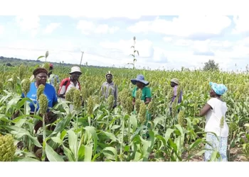 Lack of water, proper fencing threatens irrigation scheme