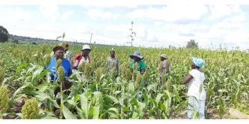 Lack of water, proper fencing threatens irrigation scheme