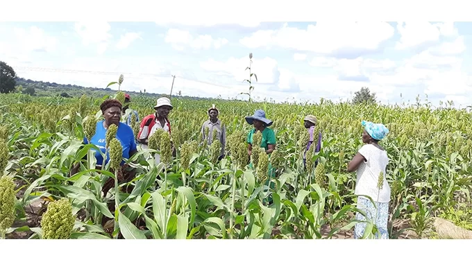 Lack of water, proper fencing threatens irrigation scheme