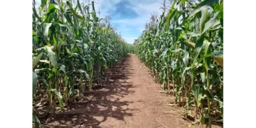 Zimbabwe increases maize hectarage