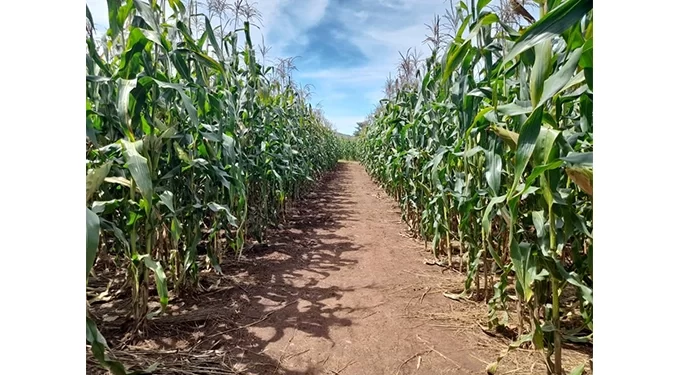 Zimbabwe increases maize hectarage