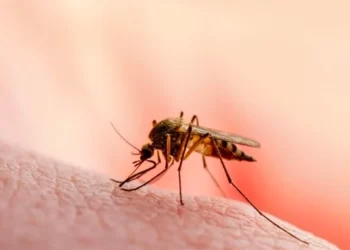 39 die of malaria since January