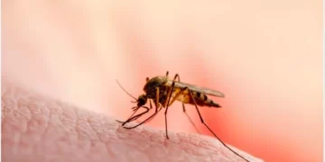 39 die of malaria since January