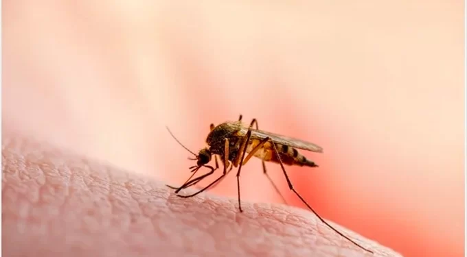 39 die of malaria since January