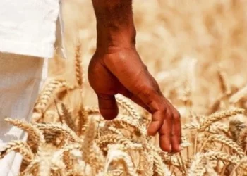 Government after new wheat record, targets 408k tonnes